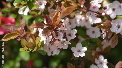 Honey bee collecting pollen on white cherry blossom flowers with red leaves on branch in spring sunlight