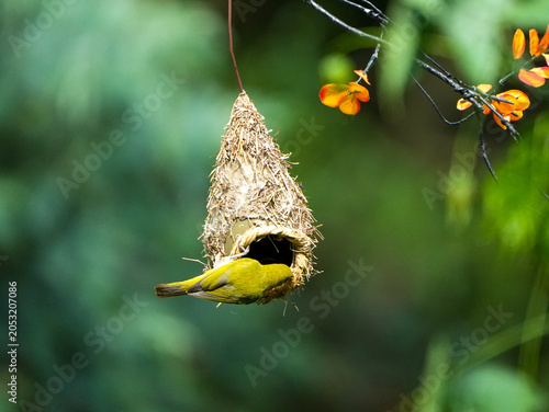 close up of Swinhoe's White-eye