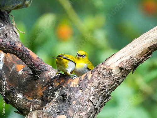 close up of Swinhoe's White-eye