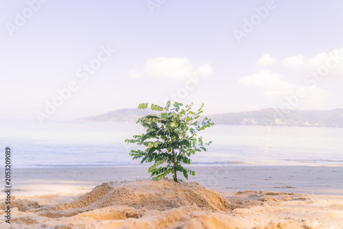 Christmas tree DIY. on the beach of tropical resort on the beach. Concept could be used for New Year and Christmas Cards at Phuket Thailand