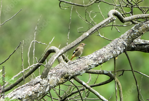 Daurian Redstart