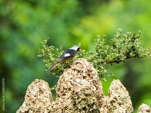 Daurian Redstart