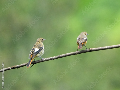 Daurian Redstart