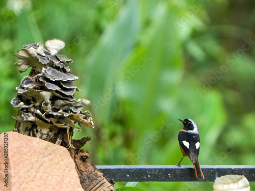 Daurian Redstart