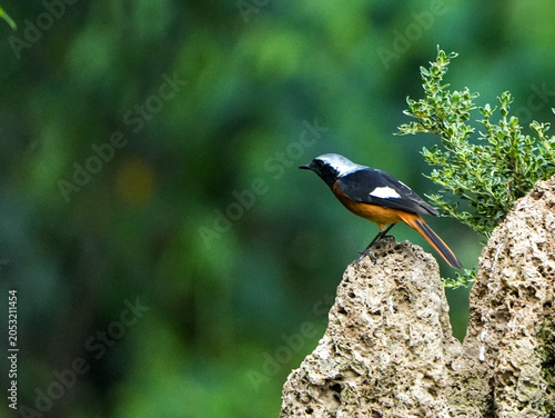 Daurian Redstart