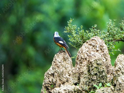 Daurian Redstart