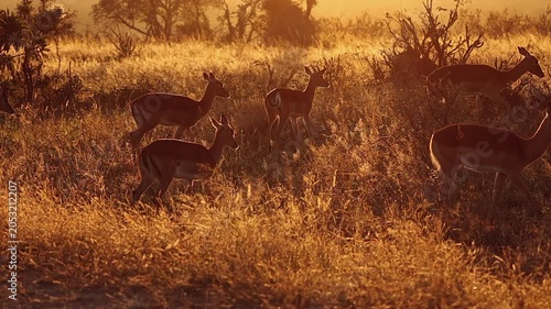 Herd of impala antelope stroll through golden hour savanna at dawn