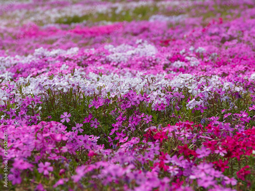 Obraz premium 色とりどりの芝桜の花のクローズアップ