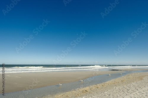 Canvastavla Seagulls wading on a lowtide wide expanse of beach in St