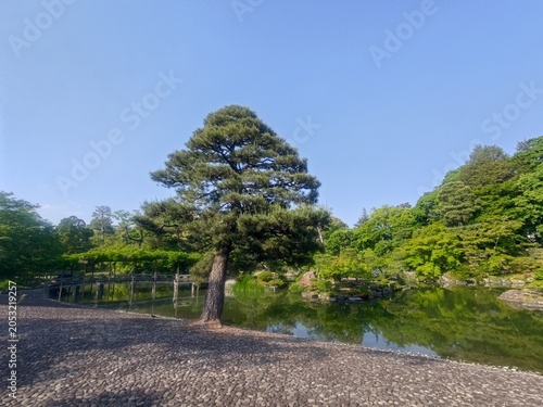 松の木が映える静かな庭園の池