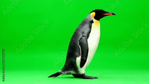King penguin walking on a green screen background for professional video production.