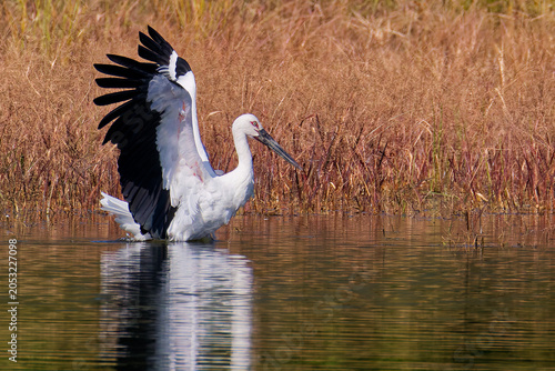Tableau sur toile 翼を広げるコウノトリ(Stork)