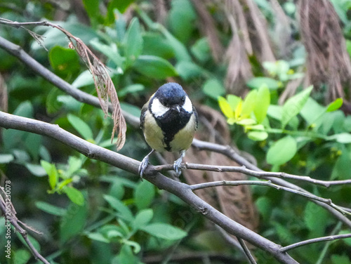Great Tit