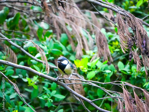 Great Tit
