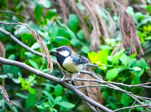 Great Tit