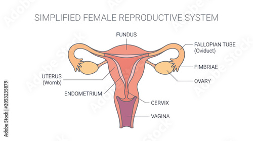 Картината върху платно Simplified Diagram of the Female Reproductive System with Labels