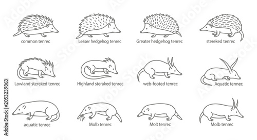 Illustrated line art of tenrecs a variety of species posed in profile
