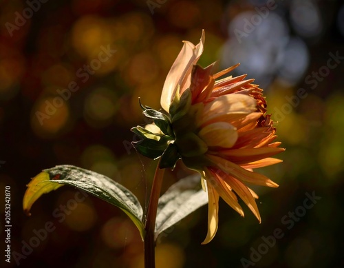 Profile view of a single dahlia in warm sunlight with textured petals. The background is blurred with bokeh