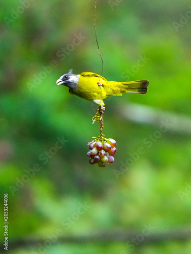  Crested Finchbill