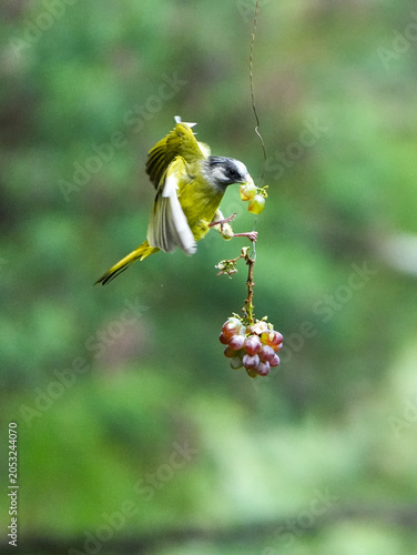  Crested Finchbill