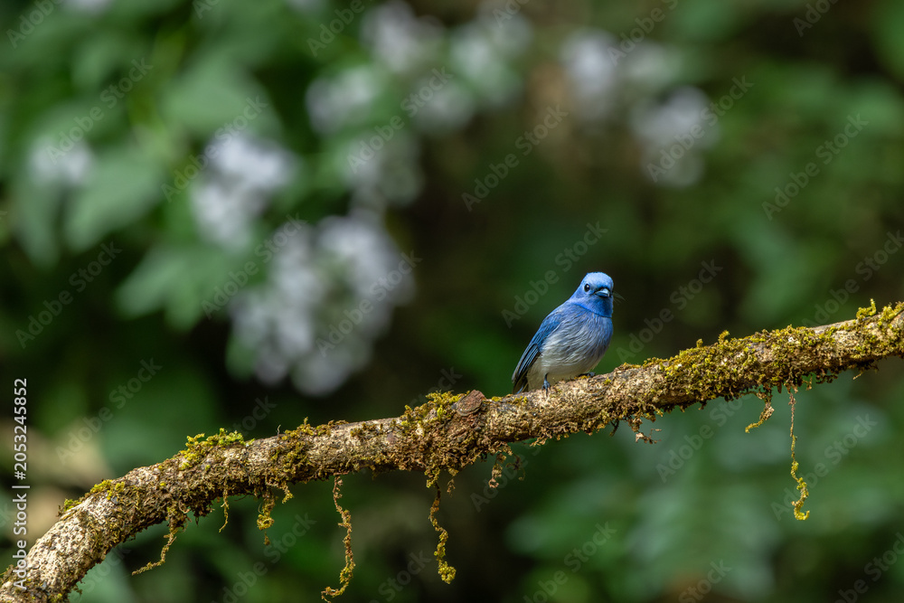 Fototapeta premium black naped monarch perched on branch in beautiful light, dandeli, karnataka, western ghats, india