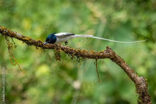Foto Indian paradise flycatcher (male) in flight, Dandeli, Karnataka, western ghats,