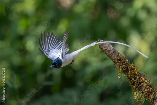 фотографія Indian paradise flycatcher (male) in flight, Dandeli, Karnataka, western ghats,