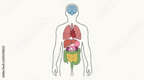 An illustration depicting the internal organs of a human body, showcasing the brain, heart, lungs, liver, kidneys, and digestive system for educational or medical purposes