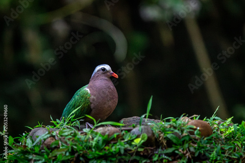 Emerald dove in beautiful light, western ghats, Dandeli, Karnataka, India 