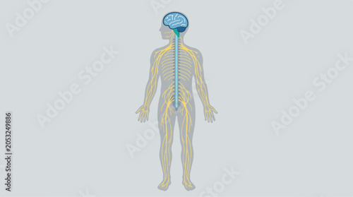 Educational Medical Illustration Depicting the Human Central Nervous System Anatomy Showing the Brain and Spinal Cord Connection