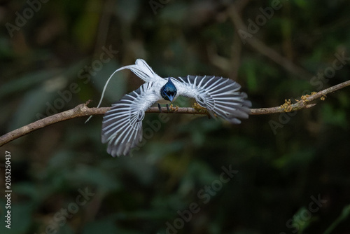 Bilde på lerret Indian paradise flycatcher (male) in flight, Dandeli, Karnataka, western ghats,