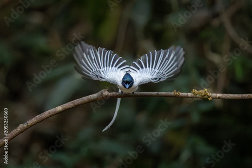 Photos Indian paradise flycatcher (male) in flight, Dandeli, Karnataka, western ghats,