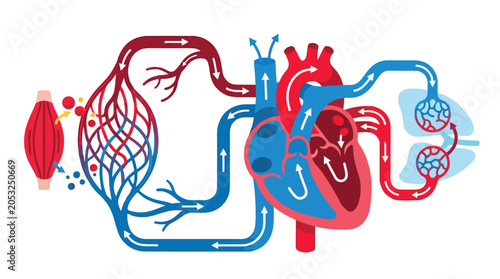 Anatomical Illustration of the Human Cardiovascular System Showing Blood Circulation between Heart, Lungs and Muscles