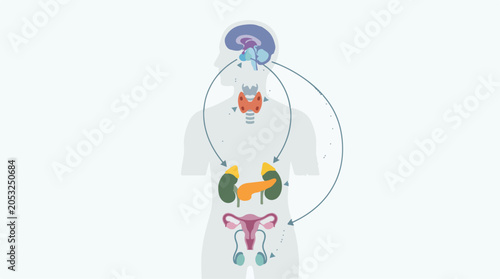 Medical Illustration of the Human Endocrine System showing Hormonal Regulation and Glandular Connections