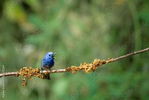 Fotografía Small bird black naped monarch in flight, dandeli, karnataka, western ghats, ind