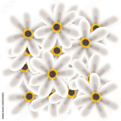 daisy flowers on white