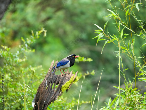 Red-billed blue magpie