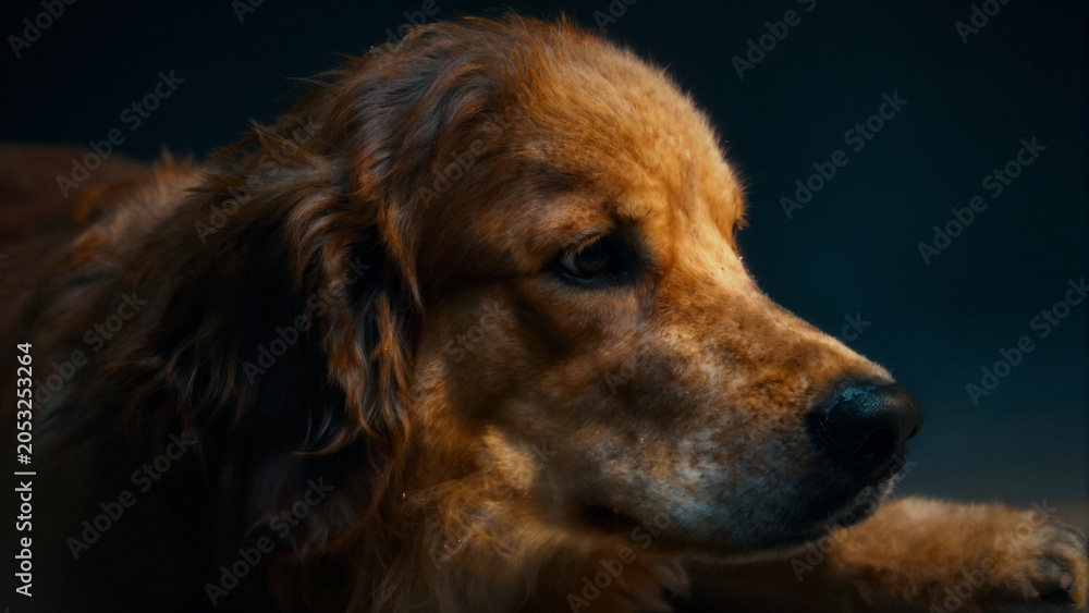 Obraz premium portrait of a golden retriever