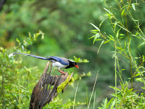 Red-billed blue magpie