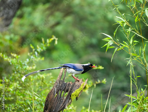 Red-billed blue magpie