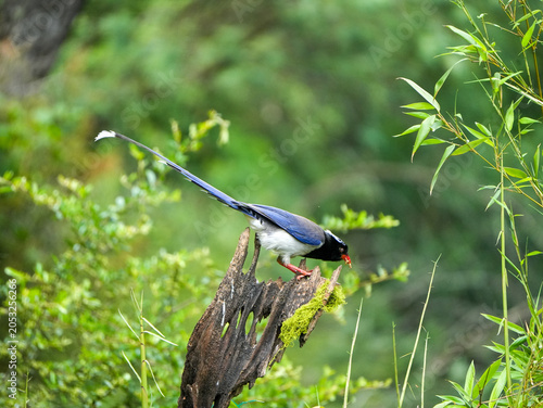 Red-billed blue magpie