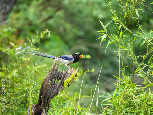 Red-billed blue magpie