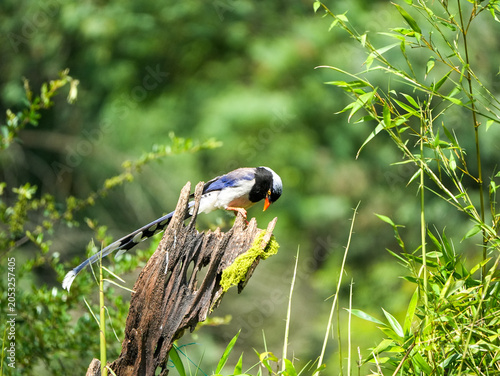 Red-billed blue magpie