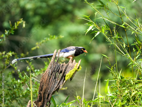 Red-billed blue magpie