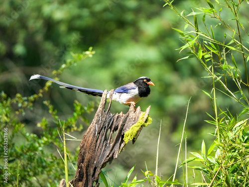 Red-billed blue magpie