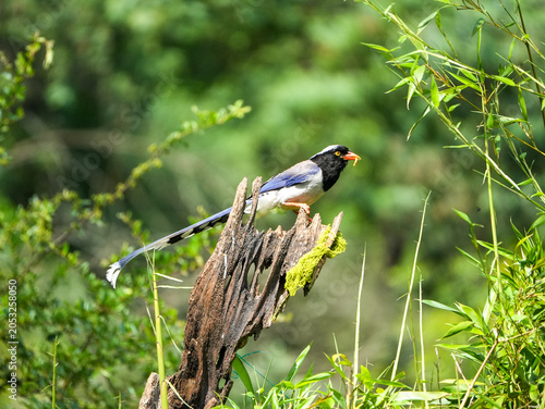 Red-billed blue magpie