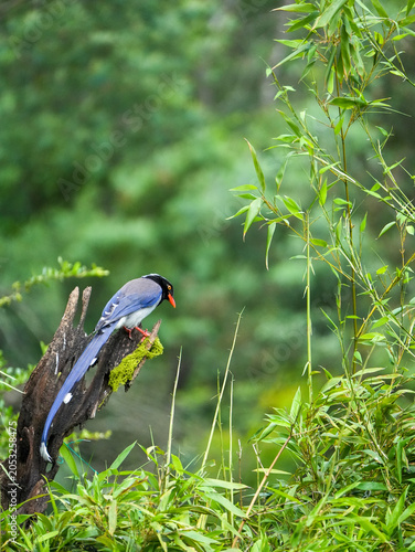 Red-billed blue magpie
