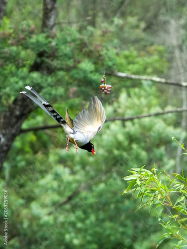 Red-billed blue magpie