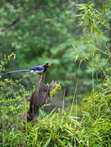 Red-billed blue magpie