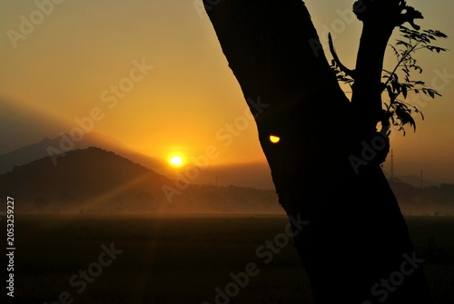 Quadro em tela Silhouette of a tree trunk against a golden sunrise over a misty plain and mountain range, with soft fog drifting across the landscape